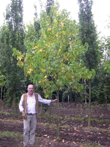 Liquidambar styraciflua